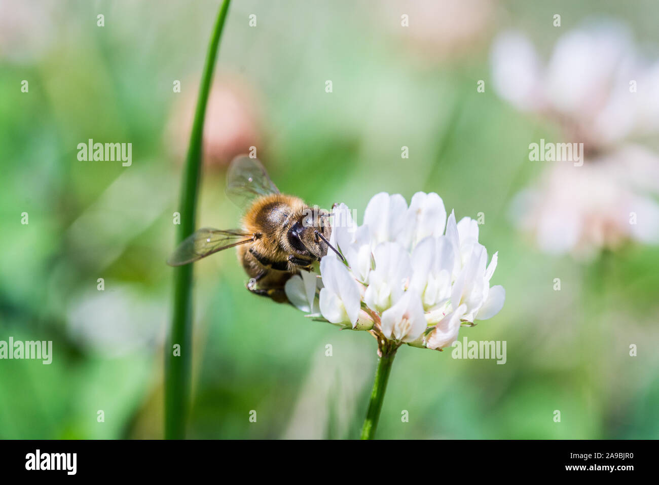 Bee on white blooming clover with green background Stock Photo