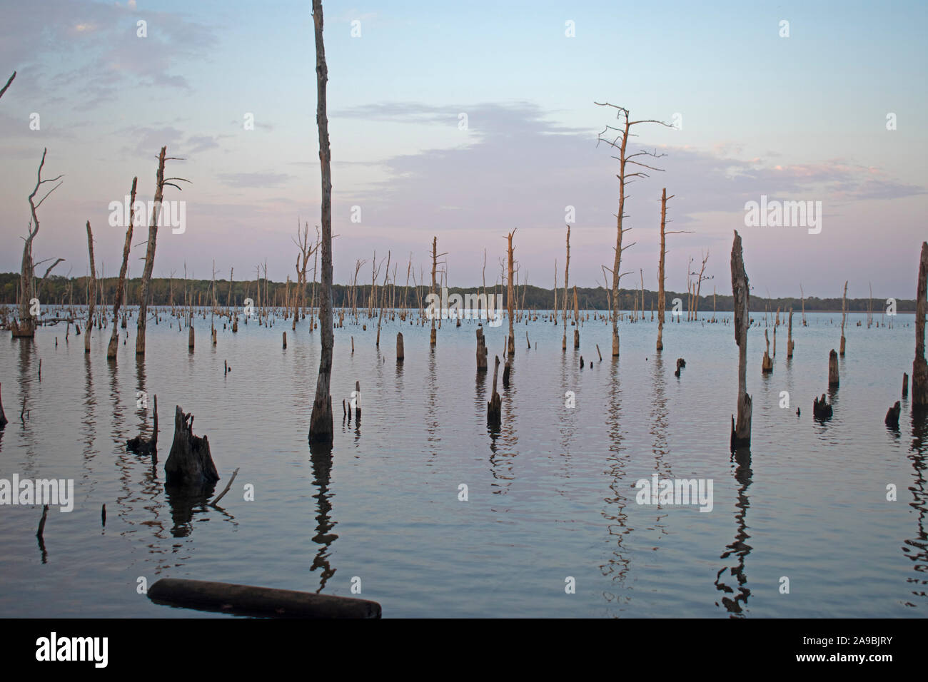 Manasquan Reservoir in Howell, New Jersey, appears like a scene from an alien world -20 Stock Photo