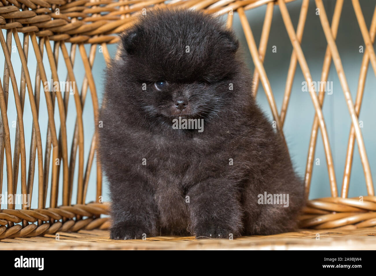 Cute puppy of miniature Pomeranian Spitz Zwergspitz or Dwarf Spitz on a chair. Small dog is two month old. Stock Photo