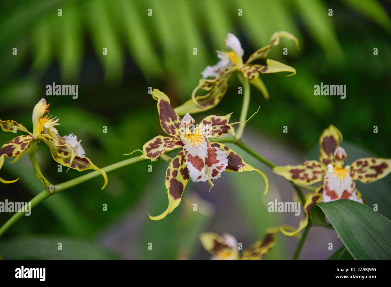Odontoglossum orchids in the Quito Botanical Gardens, Quito, Ecuador Stock Photo