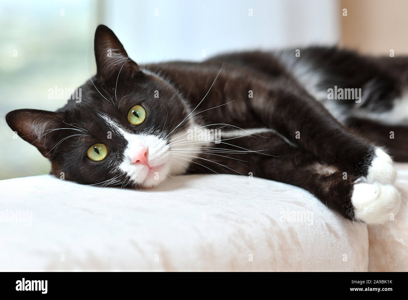 Grey cat sofa british hi-res stock photography and images - Alamy