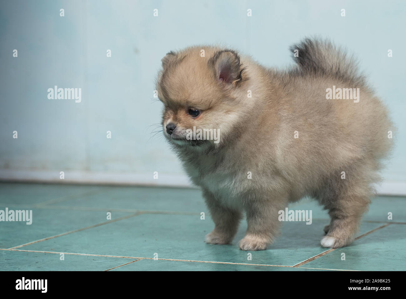 Cute puppy of miniature Pomeranian Spitz Zwergspitz or Dwarf Spitz on a chair. Small dog is two month old. Stock Photo