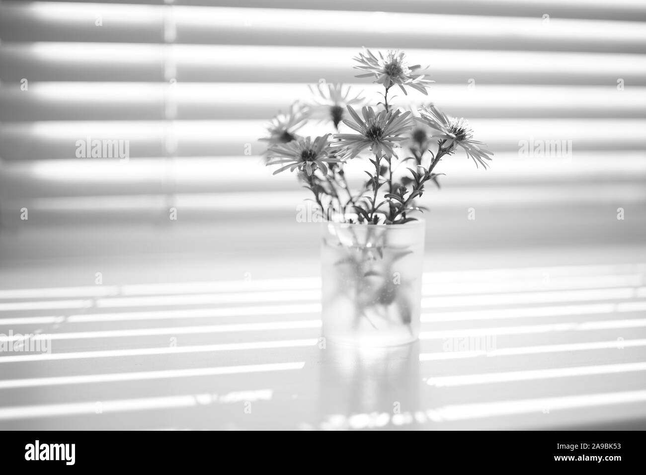 Lovely small bouquet of chrysanthemums on the windowsill, bw photo. Stock Photo