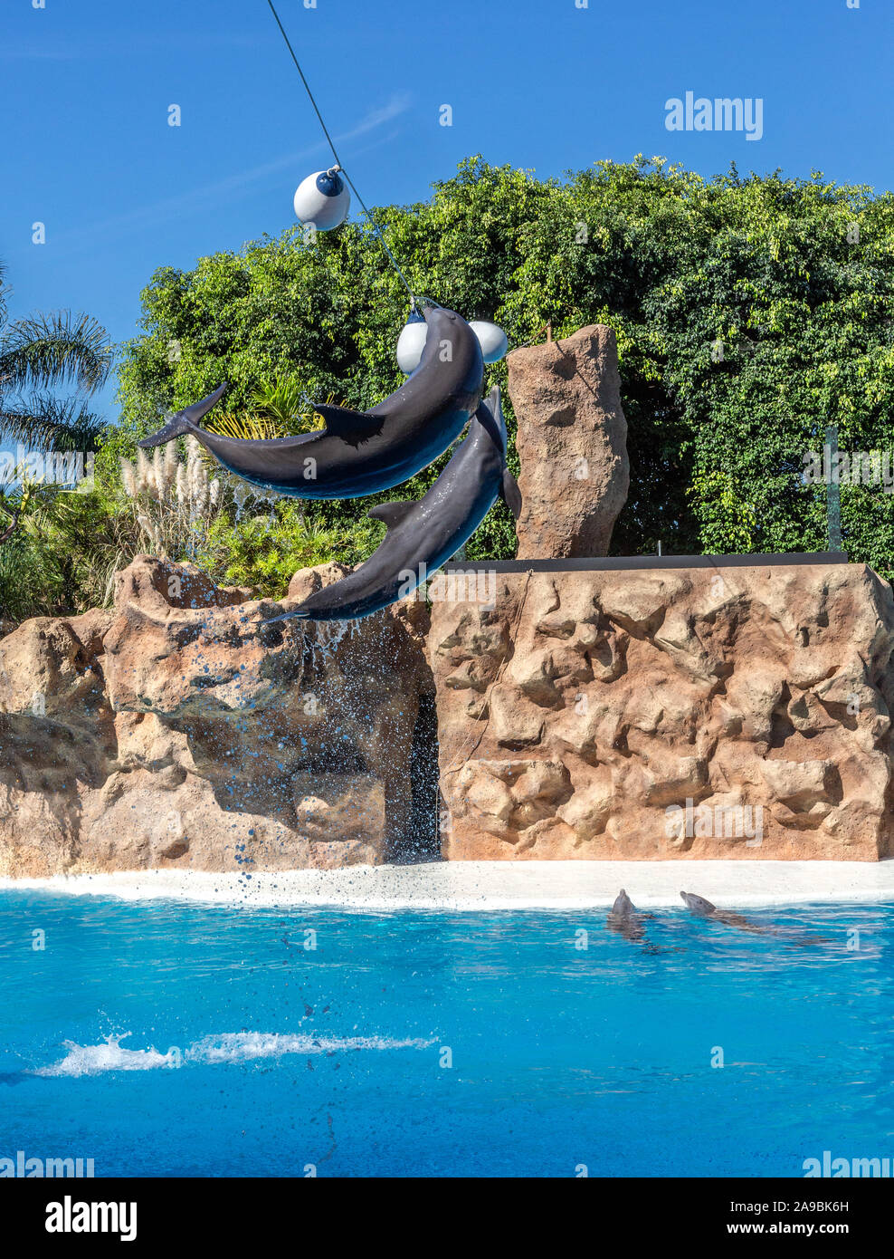 Dolphin show in the Loro Parque, Tenerife, Spain Stock Photo