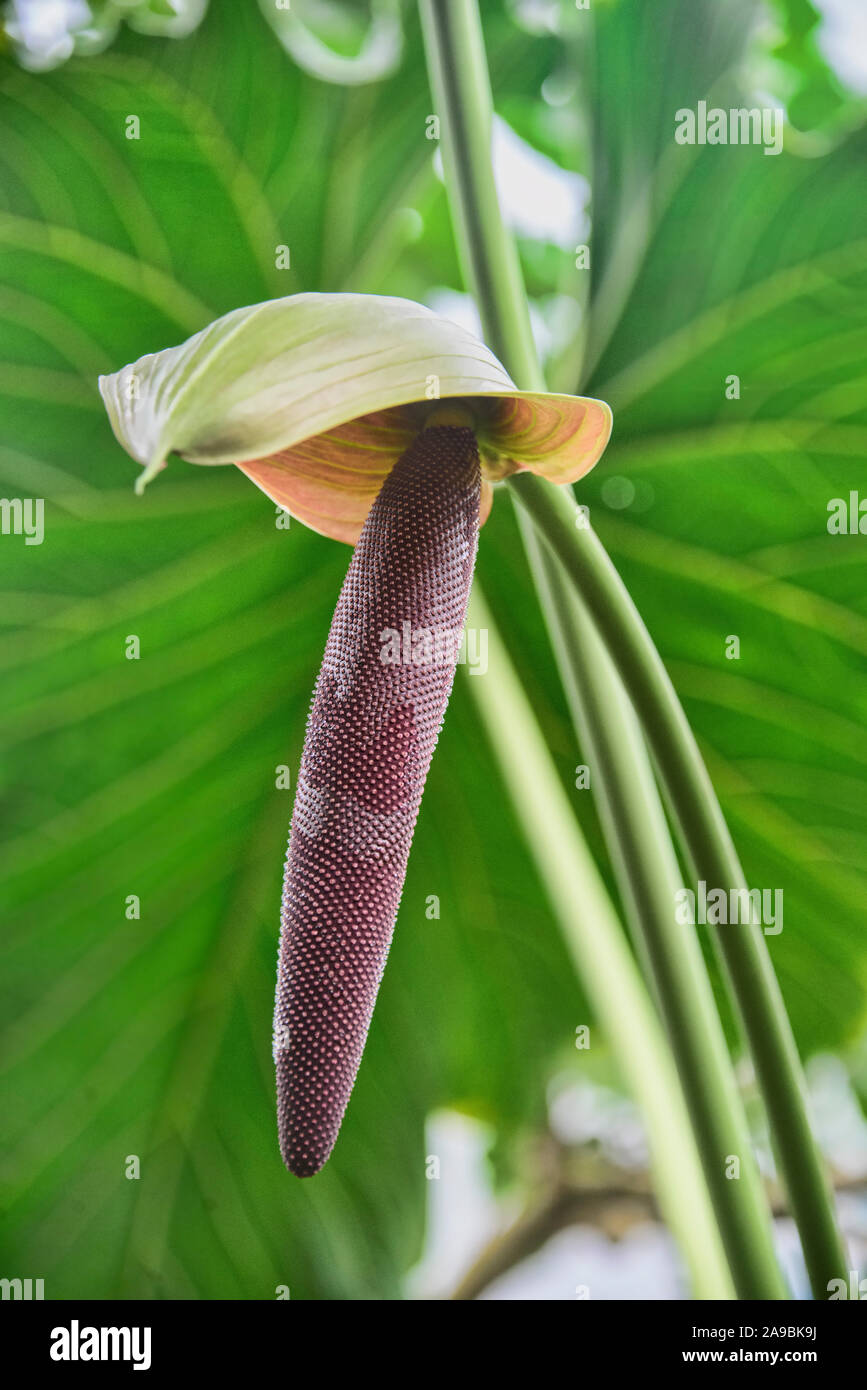 Flamingo lily (Anthurium andraeanum) in the Quito Botanical Gardens