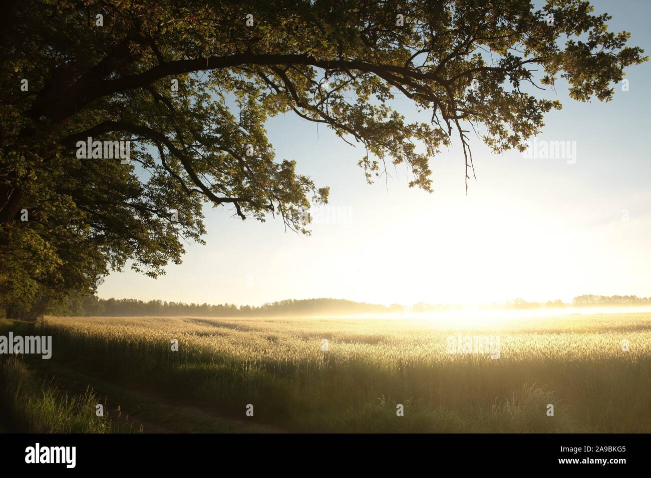 Spring landscape of sunrise over a field of grain with silhouette of ...