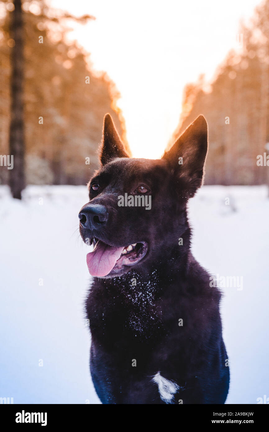 Black dog in winter Stock Photo