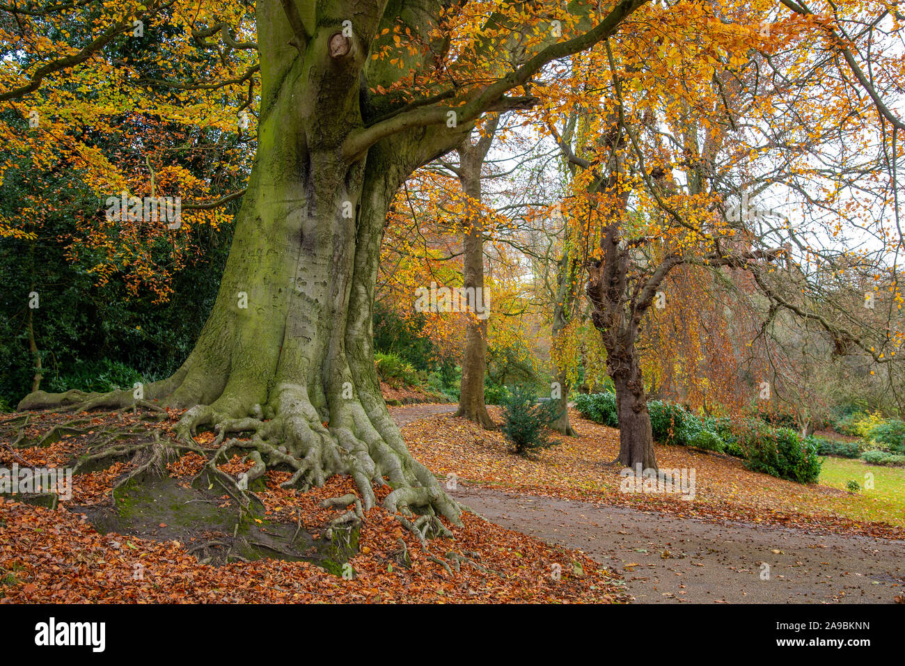 Preston, Lancashire. 14th Nov 2019. UK Weather: The last few leaves showing their autumn colours at Aveham Park, Preston, Lancashire. Avenham Park is a grade II listed Victorian parkland located in the middle of the city centre. Credit: John Eveson/Alamy Live News Stock Photo