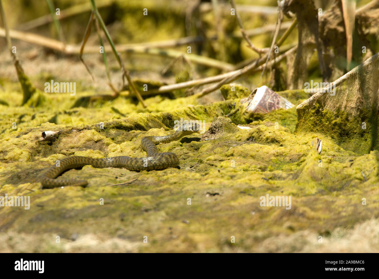 DICE SNAKE Natrix tessellata FISHING IN DRYING UP RIVER BED IN CRETE.  HOT WEATHER IS KILLING SOME OF THE REMAINING FISH. Stock Photo