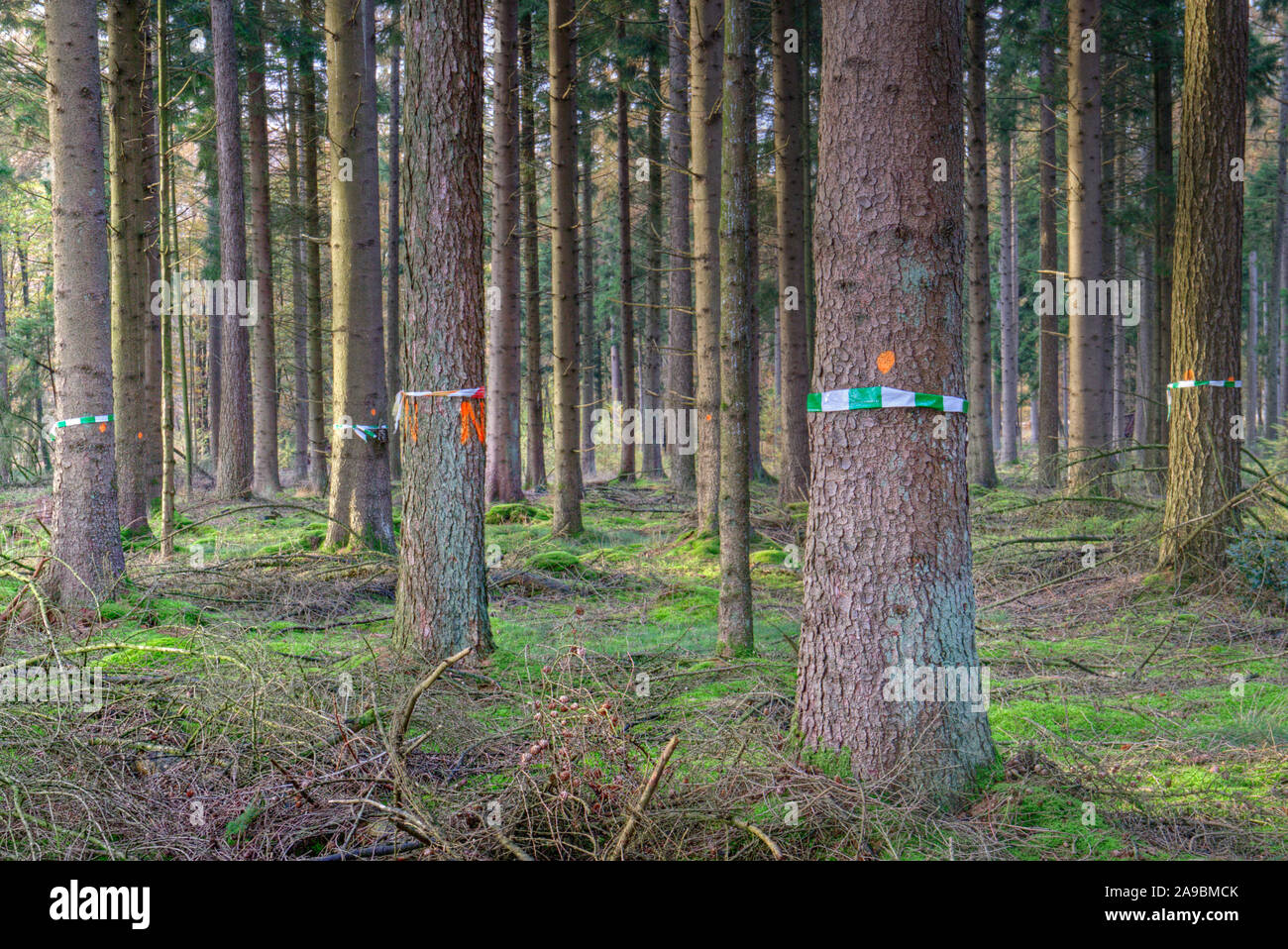 Pine trees marked with paint and marker ribbon for deforestation in a