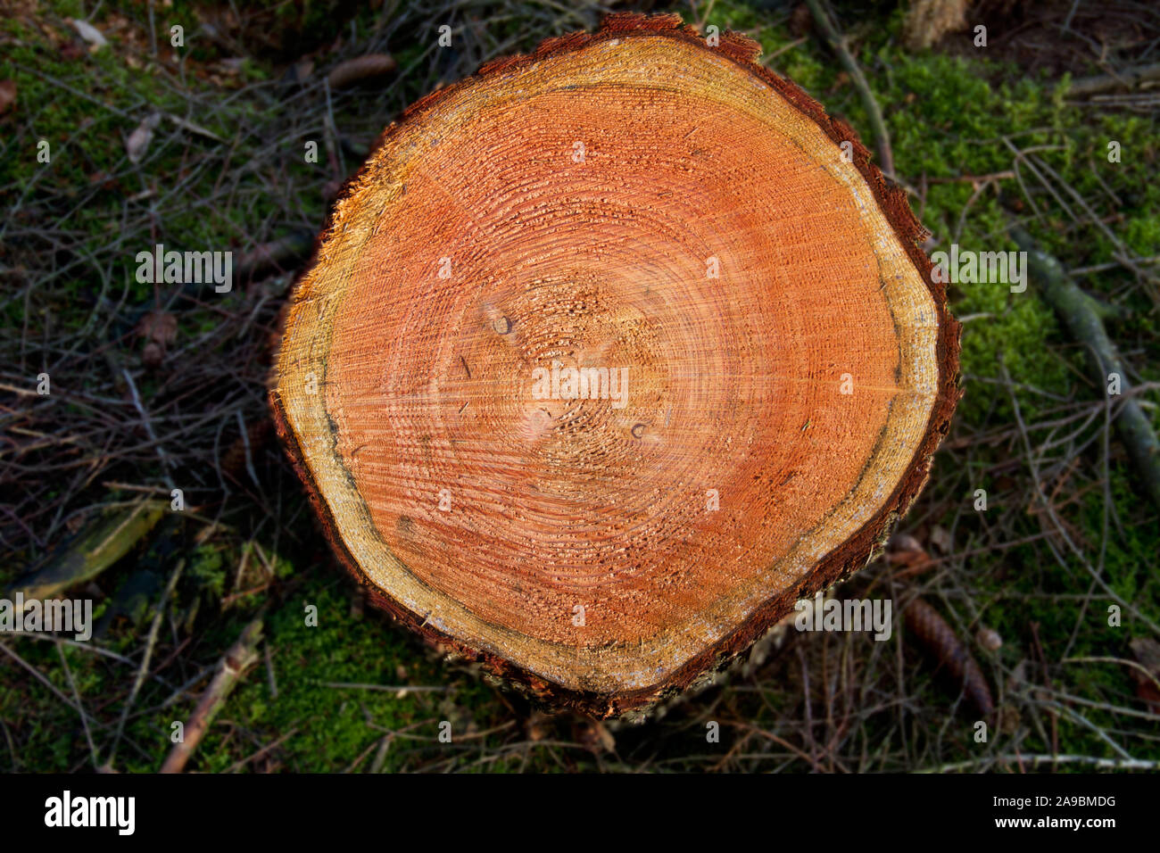 Tree Stump White Transparent, Tree Ring Stump, Trees, Plant, Annual Ring  PNG Image For Free Download
