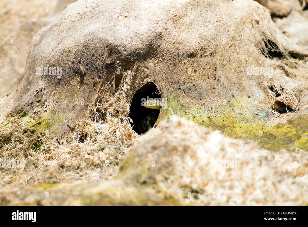 DICE SNAKE Natrix tessellata PEEPS OUT THROUGH HOLE IN DRIED UP WATER WEED IN CRETE. Stock Photo