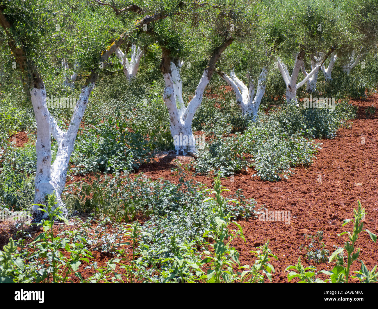 WHITE PAINTED OLIVE TREE TRUNKS IN CRETE Stock Photo Alamy