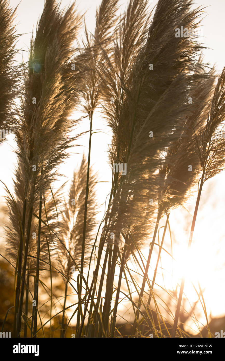 Dwarf Pampas Grass, Cortaderia selloana Junior, in autumn sunshine Stock Photo