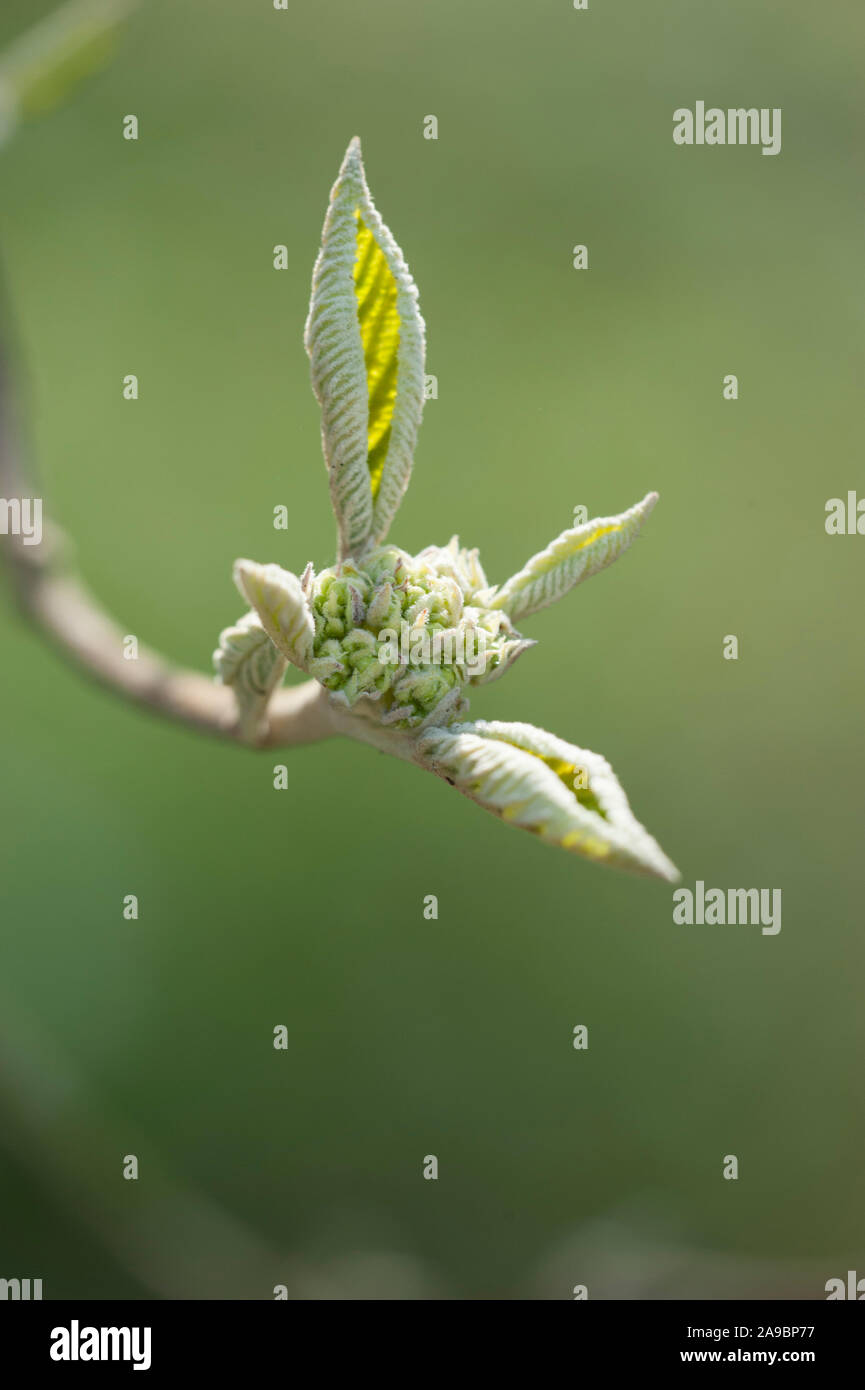 Viburnum Tinus Ladybird Evergreen Full Sun To Partial Shade
