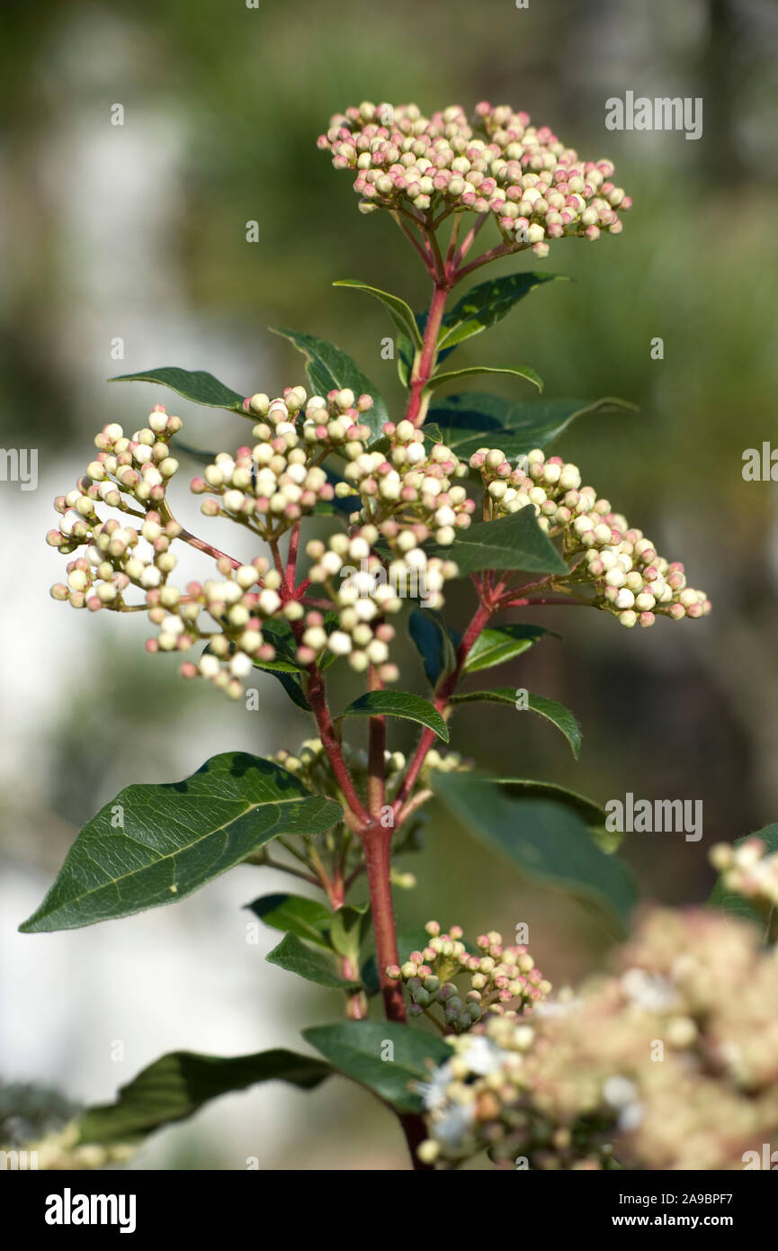 Beeches Nursery 2015