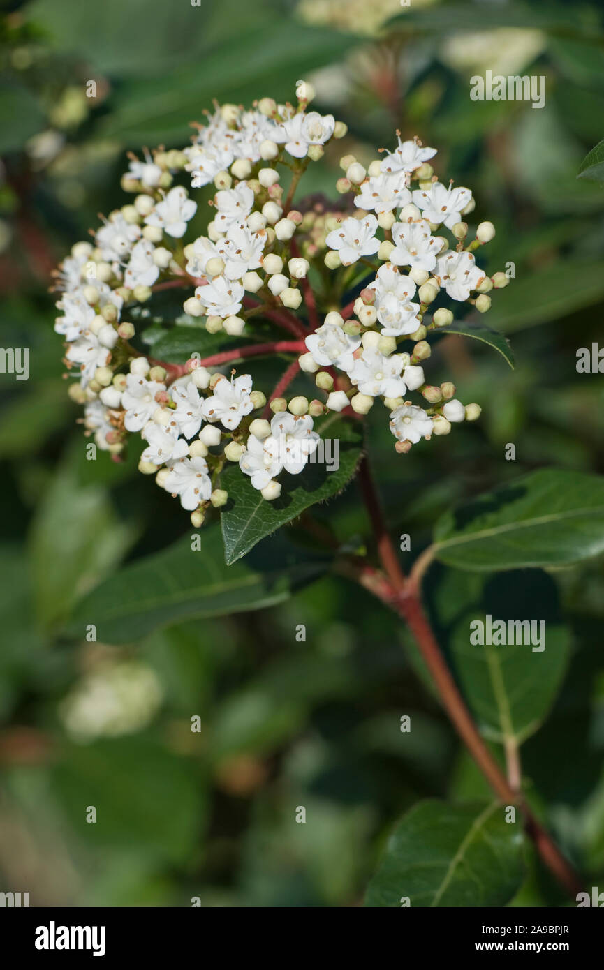 Damn Good Plants Berrying Viburnums
