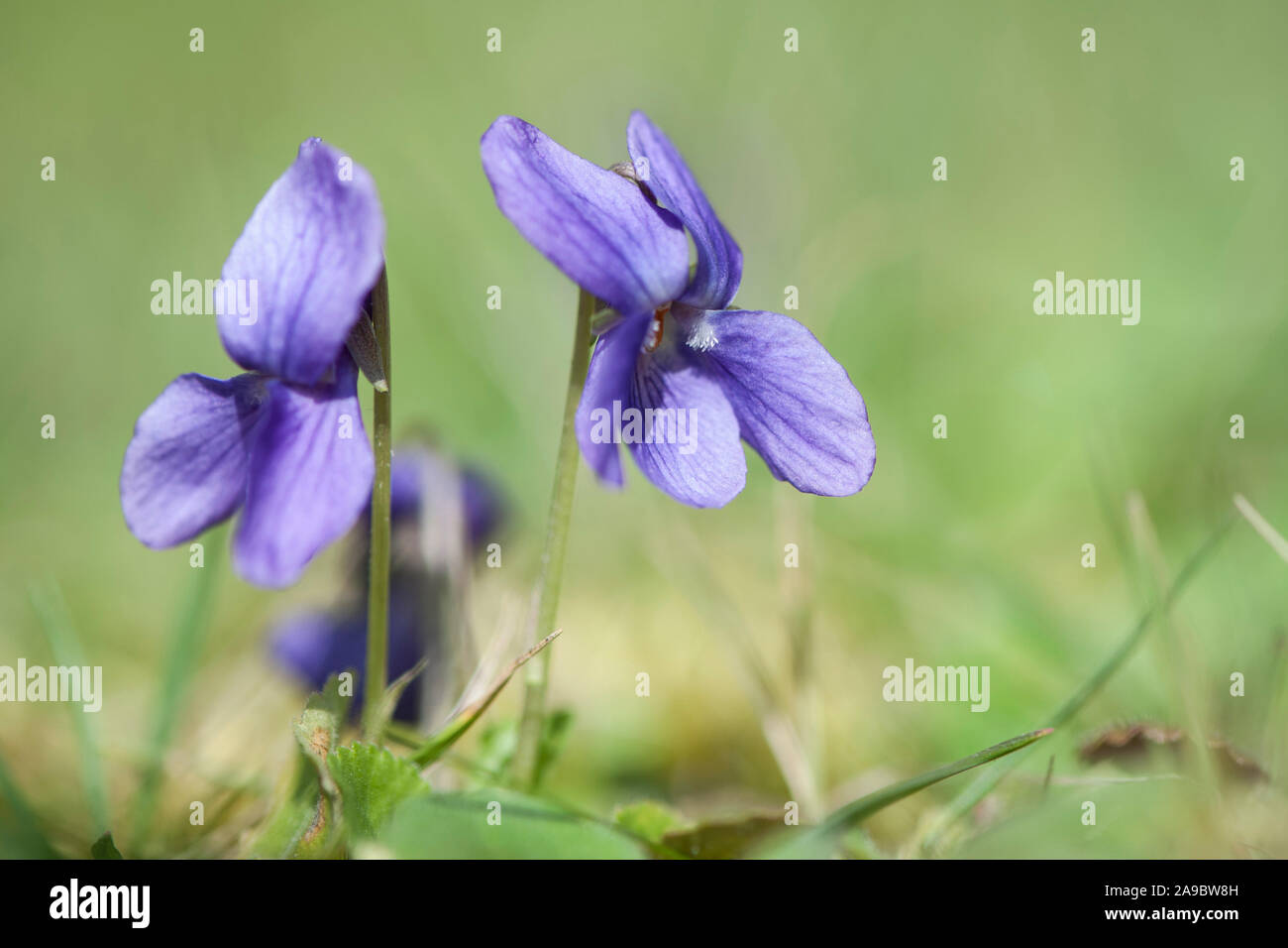 Viola x scabra,Raues Veilchen,Hairy Violet Stock Photo