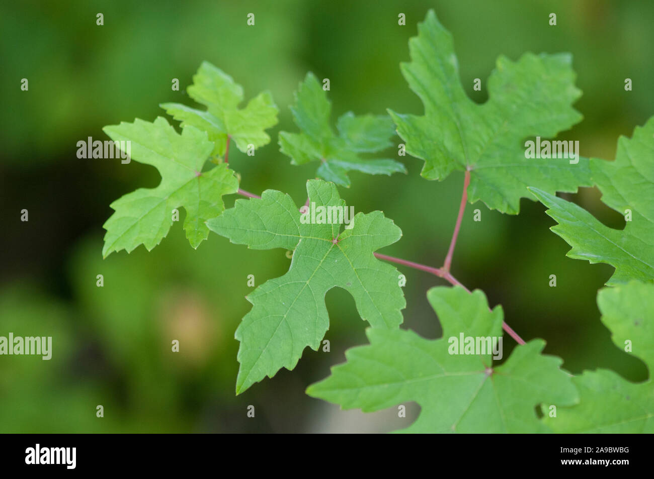 Vitis palmata,Katzendrossel Weinrebe,red grape Catbird,Catbird Grape Stock Photo