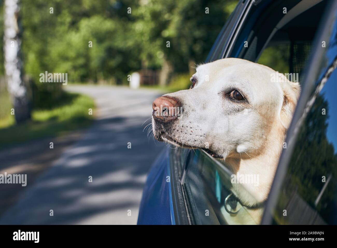 Dog travel by car. Labrador retriever looking through window on road