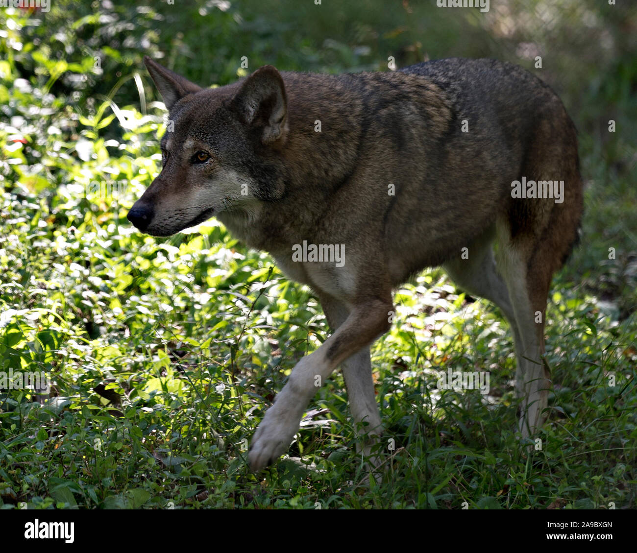 Wolf (Red Wolf) walking in the field with a close up viewing of its body, head, ears, eyes, nose, paws in its environment and surrounding. Stock Photo