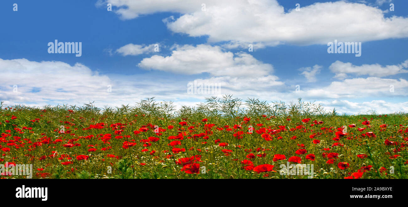Landscape Poppy Field and blue sky Stock Photo - Alamy