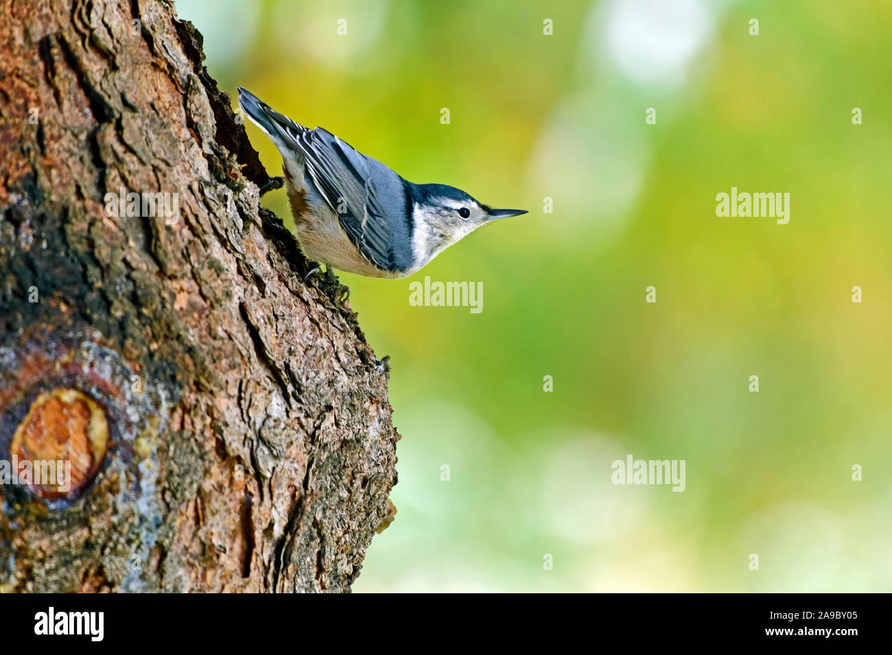 A white-brested nuthatch 'Sitta carolinensis', walking upside down on a spruce tree trunk in rural Alberta Canada. Stock Photo