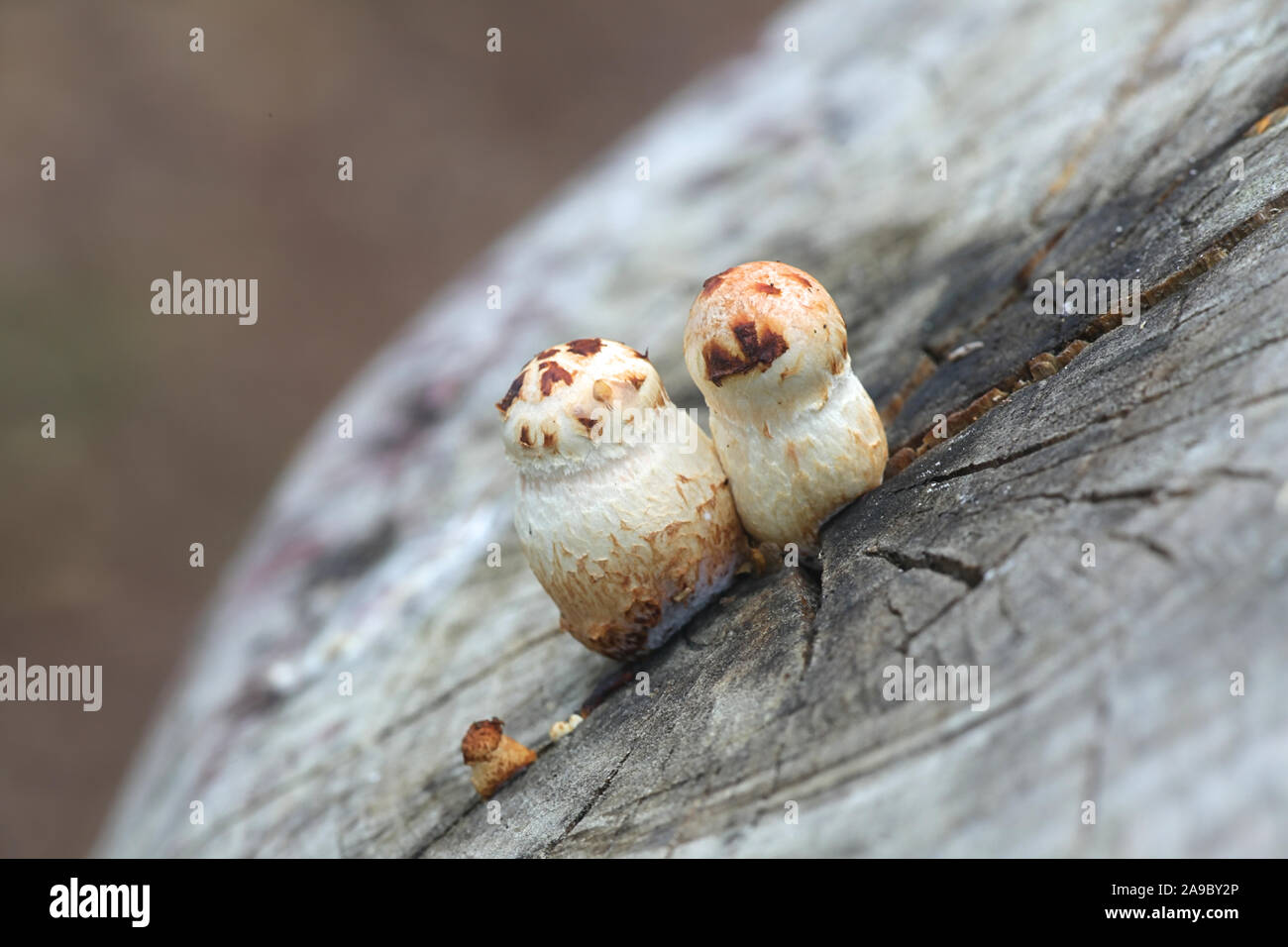 Hemipholiota populnea or Pholiota populnea, a scalycap mushroom from Finland Stock Photo
