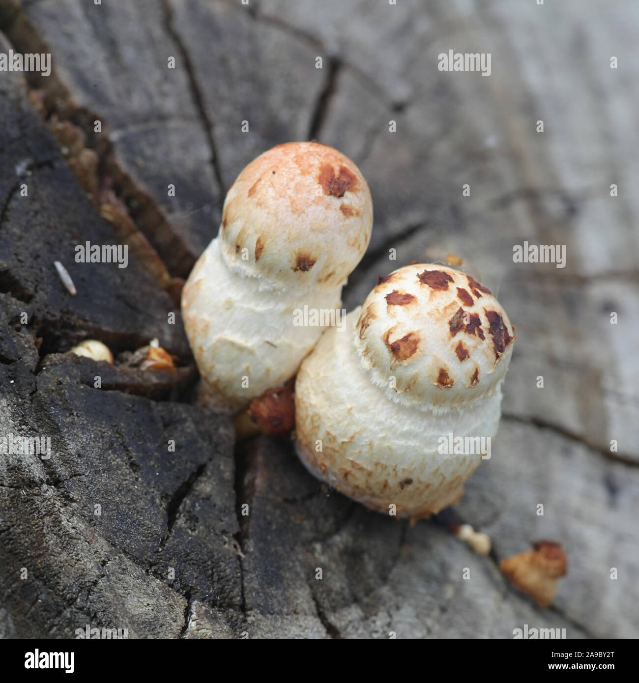 Hemipholiota populnea or Pholiota populnea, a scalycap mushroom from Finland Stock Photo