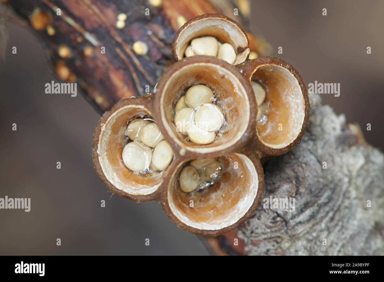 Crucibulum laeve, known as common bird's-nest fungus or bird's nest, wild fungus from Finland Stock Photo