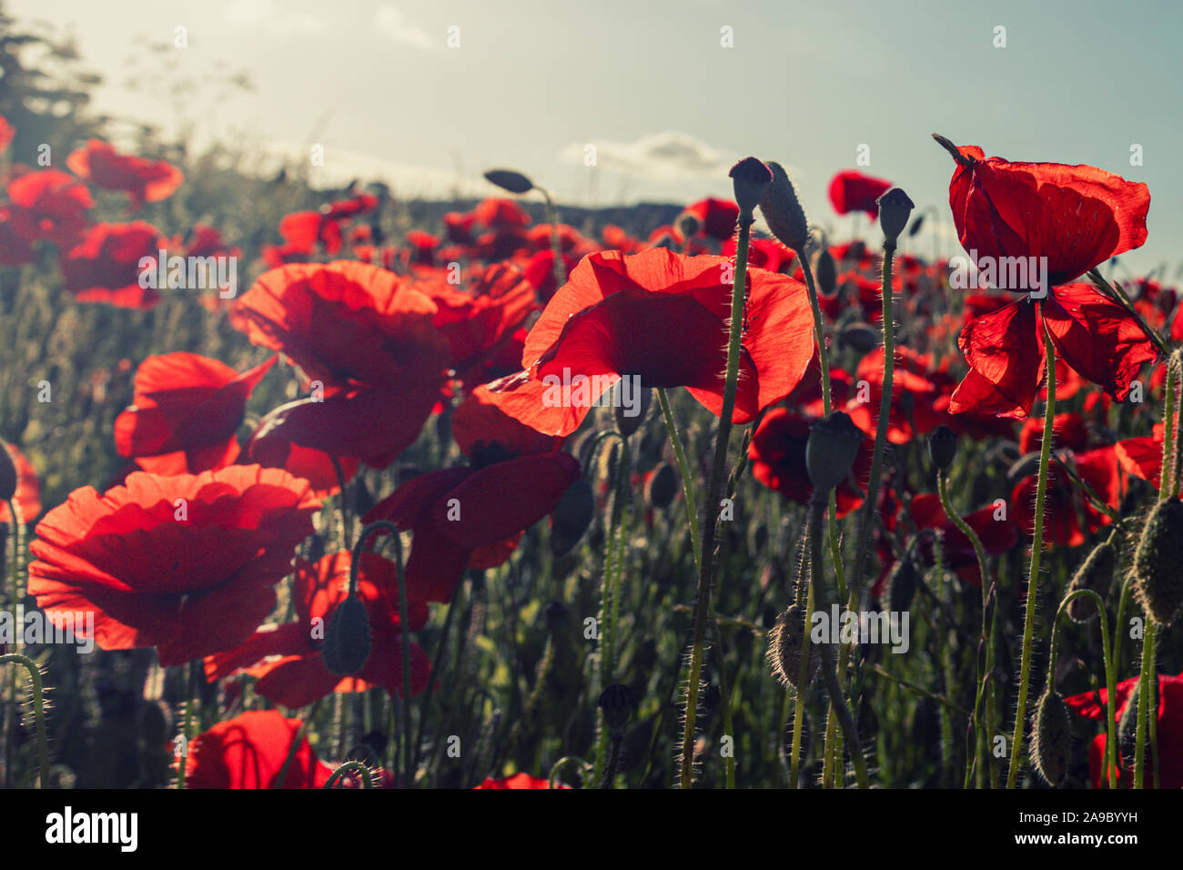 Backlit Red Poppies growing in a cornfield near the village of Hassop, Derbyshire Peak District.England, UK Stock Photo