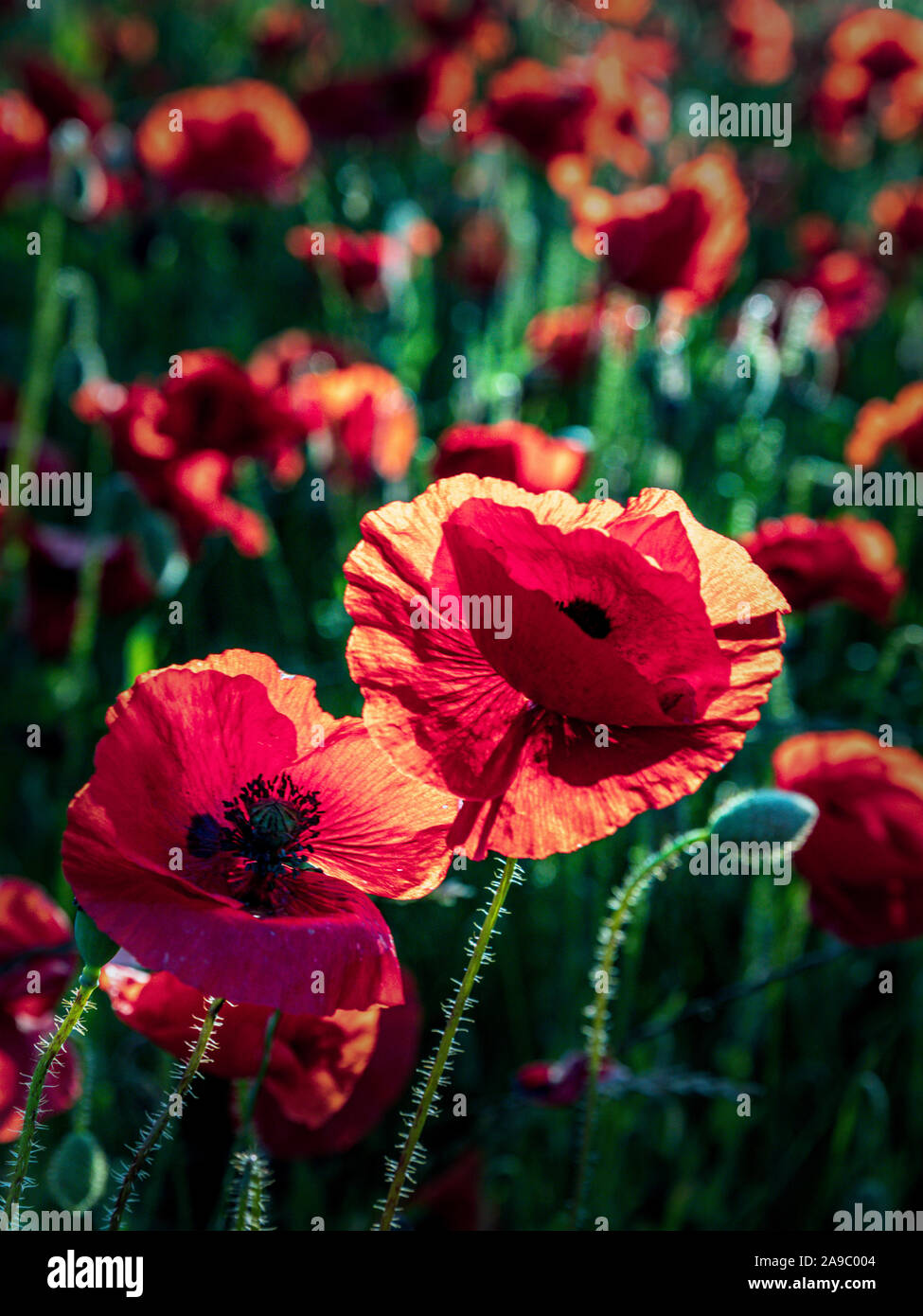 Backlit Red Poppies growing in a cornfield near the village of Hassop, Derbyshire Peak District.England, UK Stock Photo