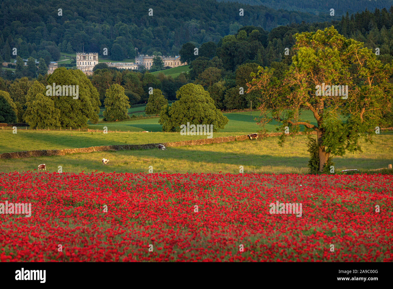 Beautiful red poppies set in the Derbyshire countryside with Chatsworth House in the distance, Baslow, Derbyshire Peak District, England, UK Stock Photo
