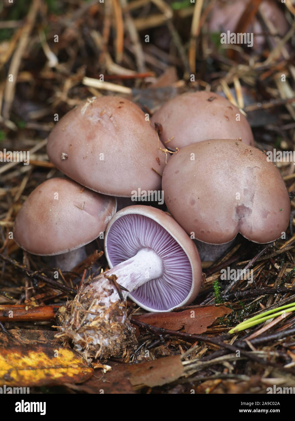 Lepista nuda, known as the Wood Blewit, wild mushroom from Finland Stock Photo