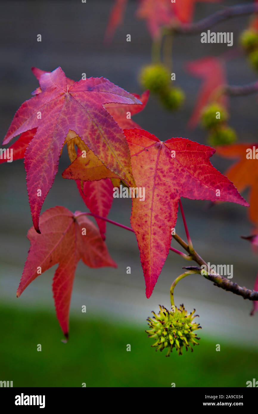 maple tree fruit