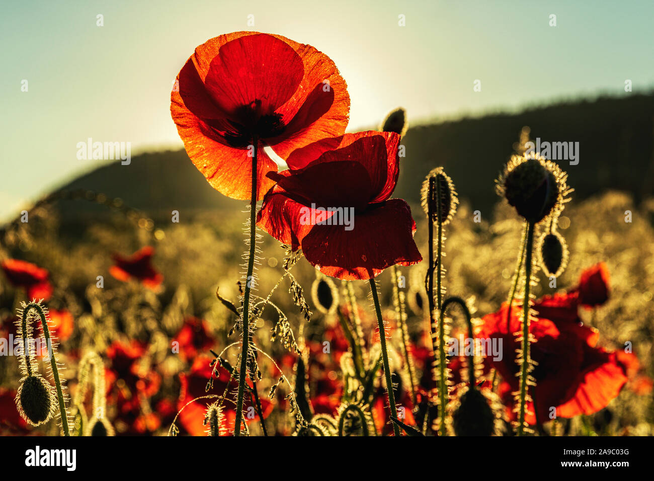 Red poppies, backlit by the early morning sun, cornfield near the village of Hassop, Derbyshire Peak District.England, UK Stock Photo