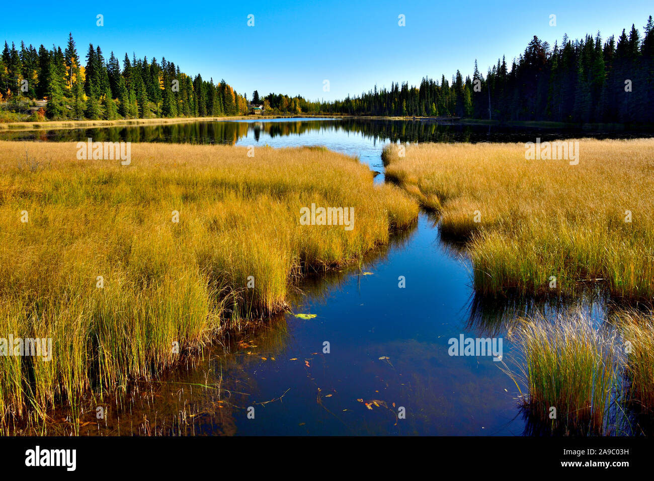 An autumn landscape image of Maxwell lake located in Hinton Alberta