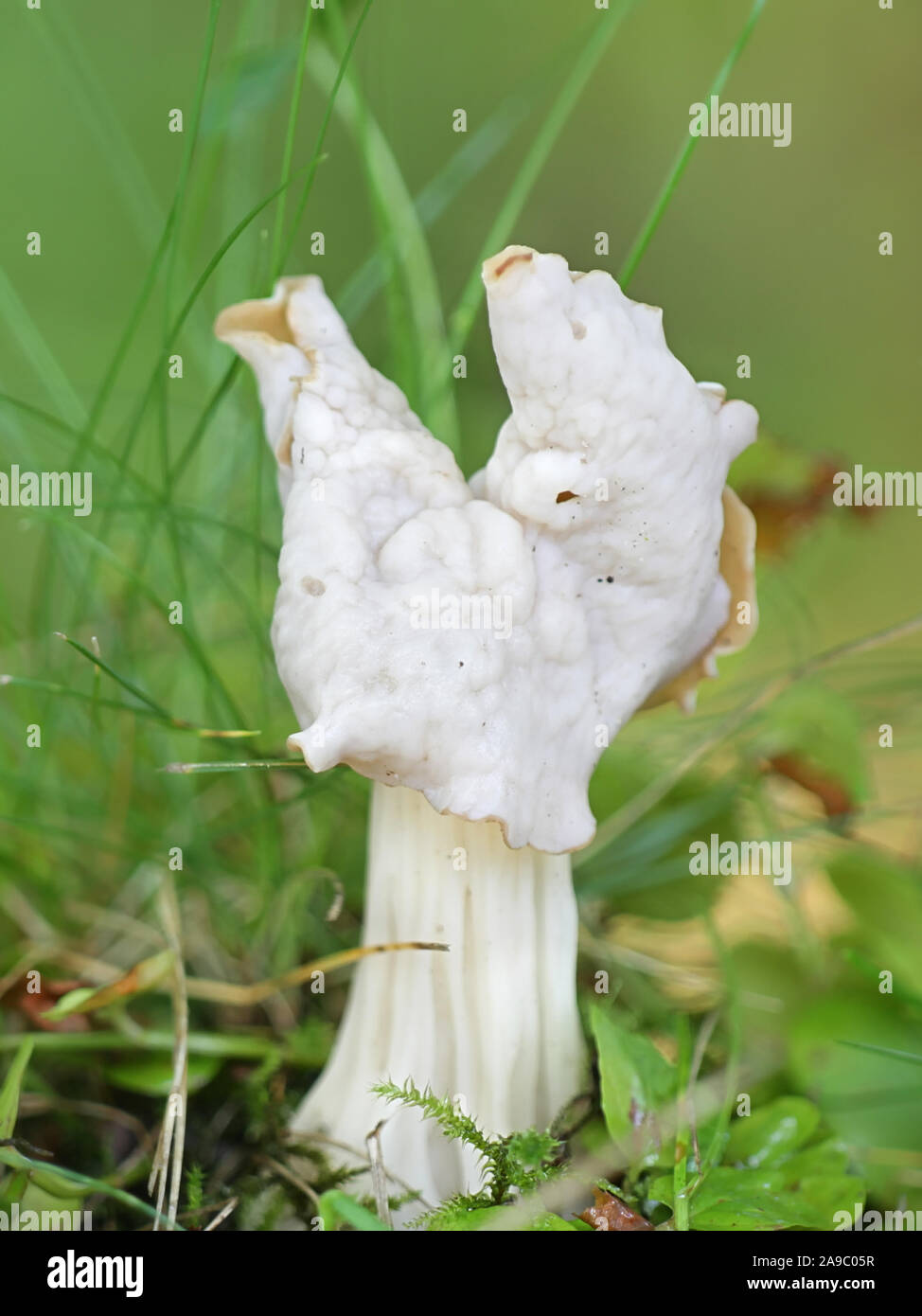 Helvella crispa, known as the white saddle, elfin saddle or common helvel, wild edible mushrooms from Finland Stock Photo