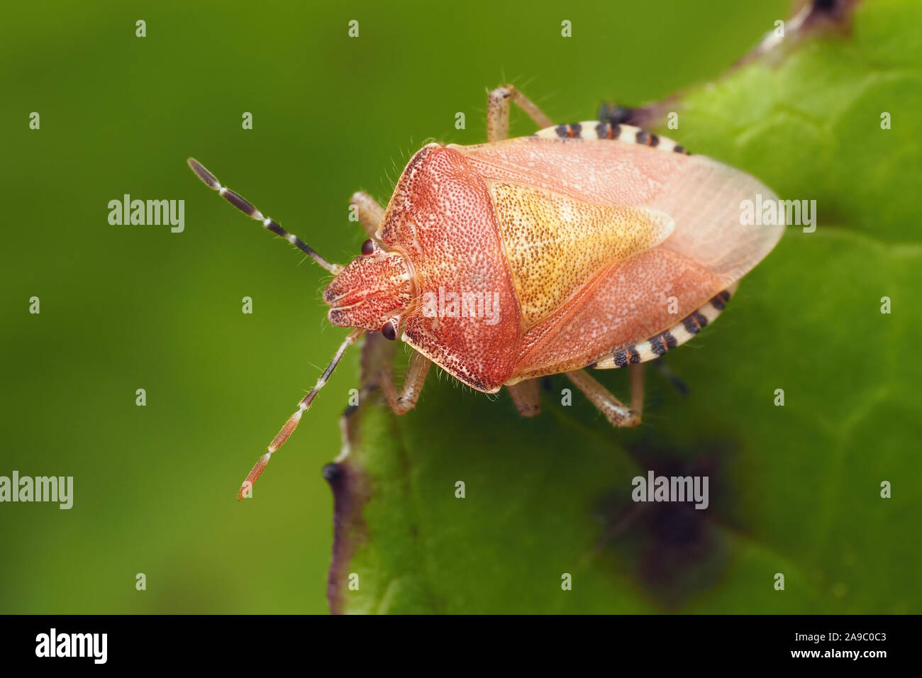 Newly emerged teneral Hairy Shieldbug perched on plant leaf. Tipperary, Ireland Stock Photo