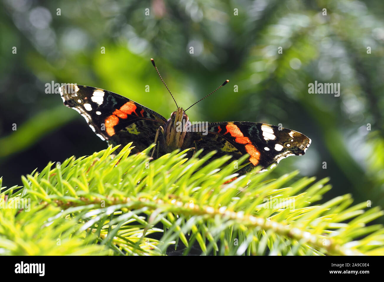 Red Admiral butterfly (Vanessa atalanta) perched on conifer tree. Tipperary, Ireland Stock Photo