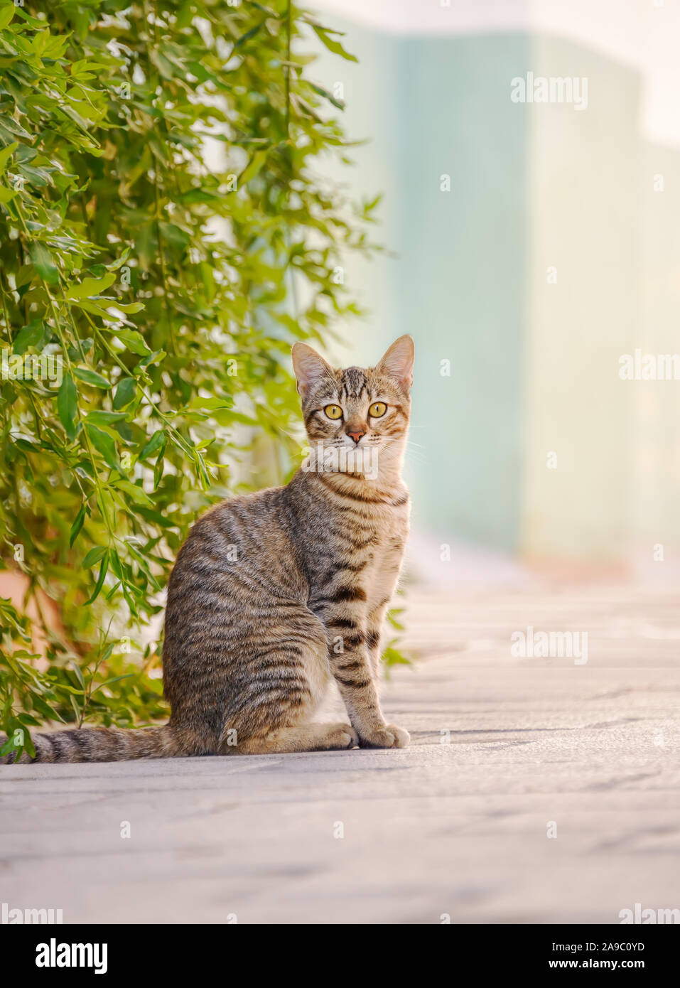 Cute young cat, brown tabby, sitting attentively on a street in front of green bushes and watching curiously, Rhodes, Greece Stock Photo