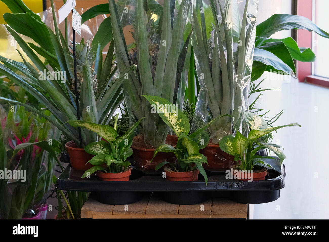 Houseplants in small pots in garden shop. Various green plants is sold