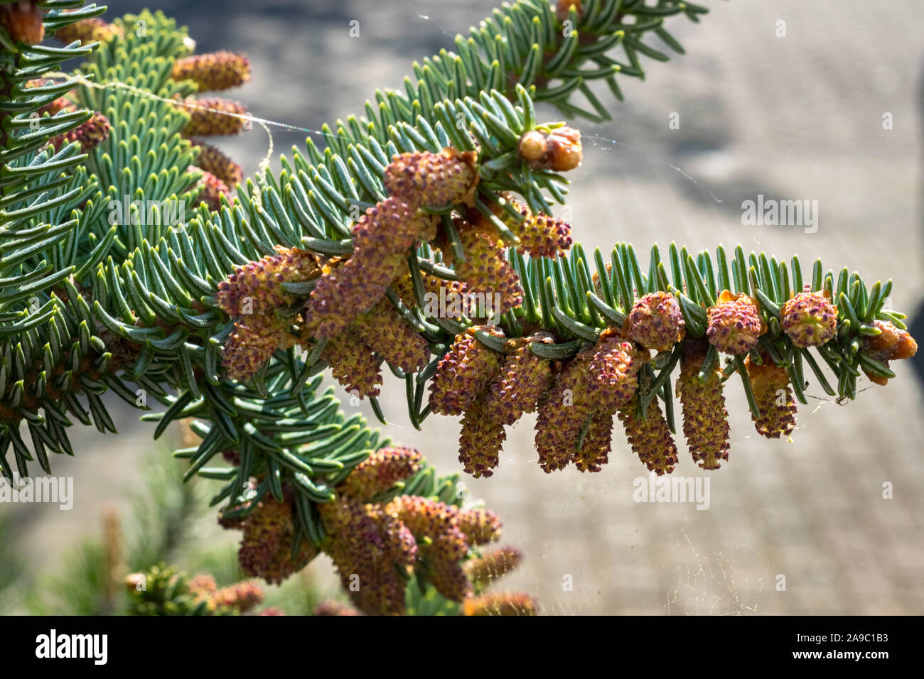 Fully grown pollen of Abies pinsapo or Spanish fir Stock Photo