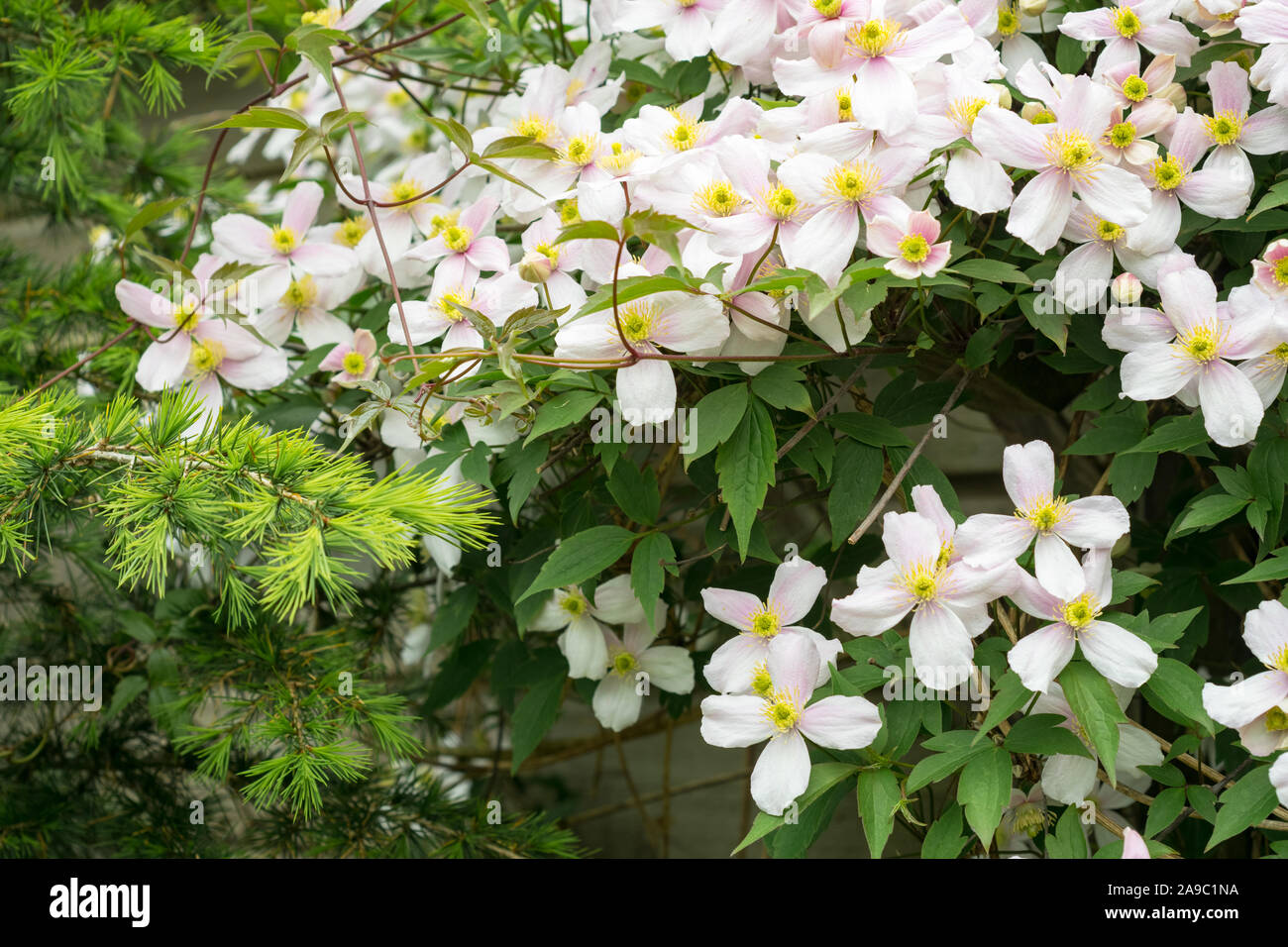 Clematis montana (also known as mountain clematis or Himalayan clematis) growing on a wall in a garden Stock Photo