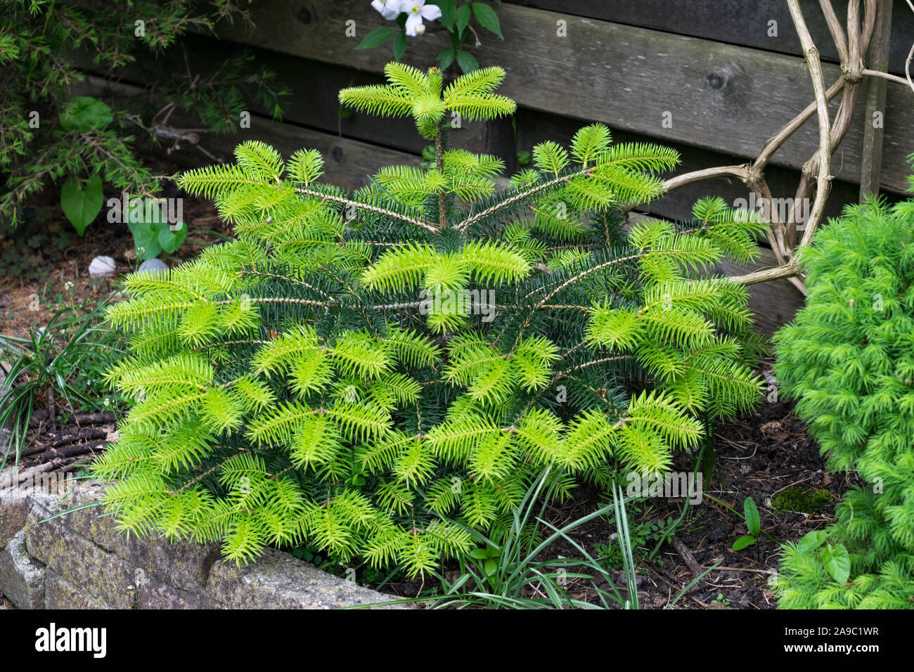 Young Spanish fir (Abies pinsapo) with fresh shoots Stock Photo