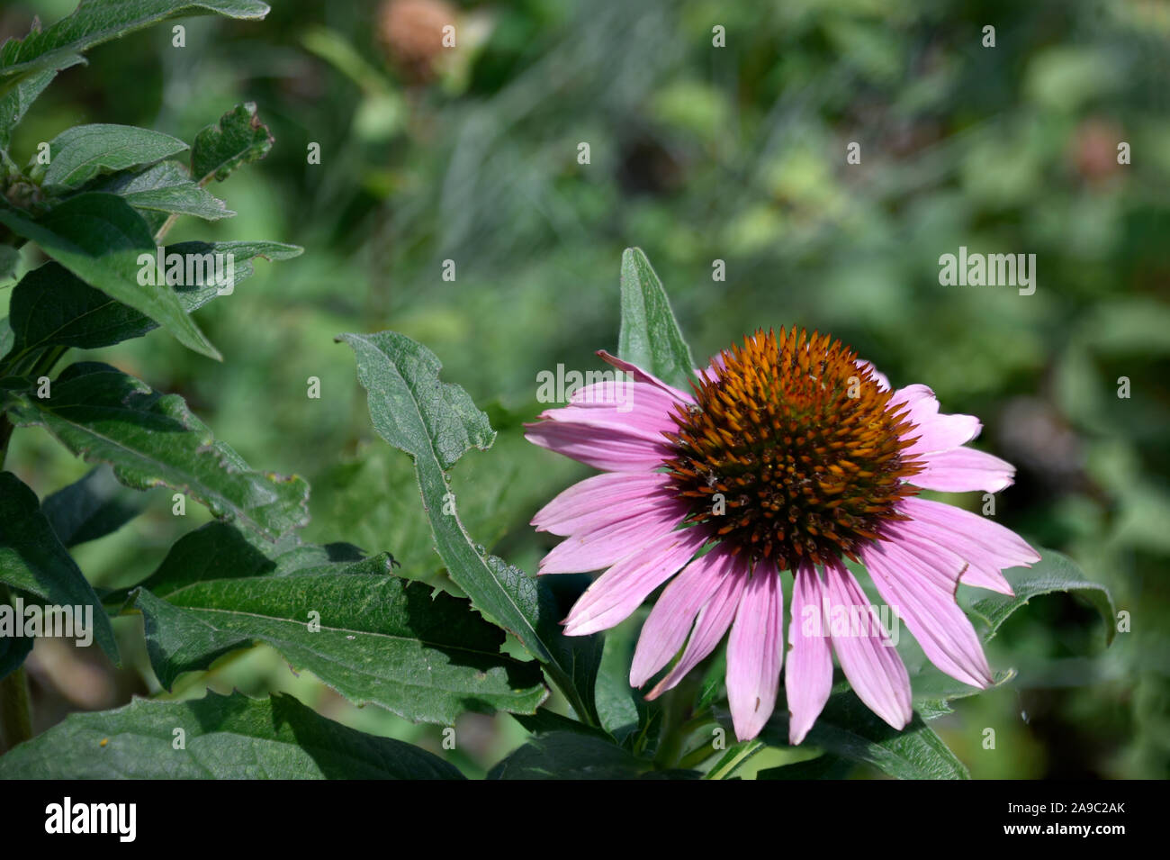 Purple Coneflower or Echinacea Purpurea native to New Mexico and used