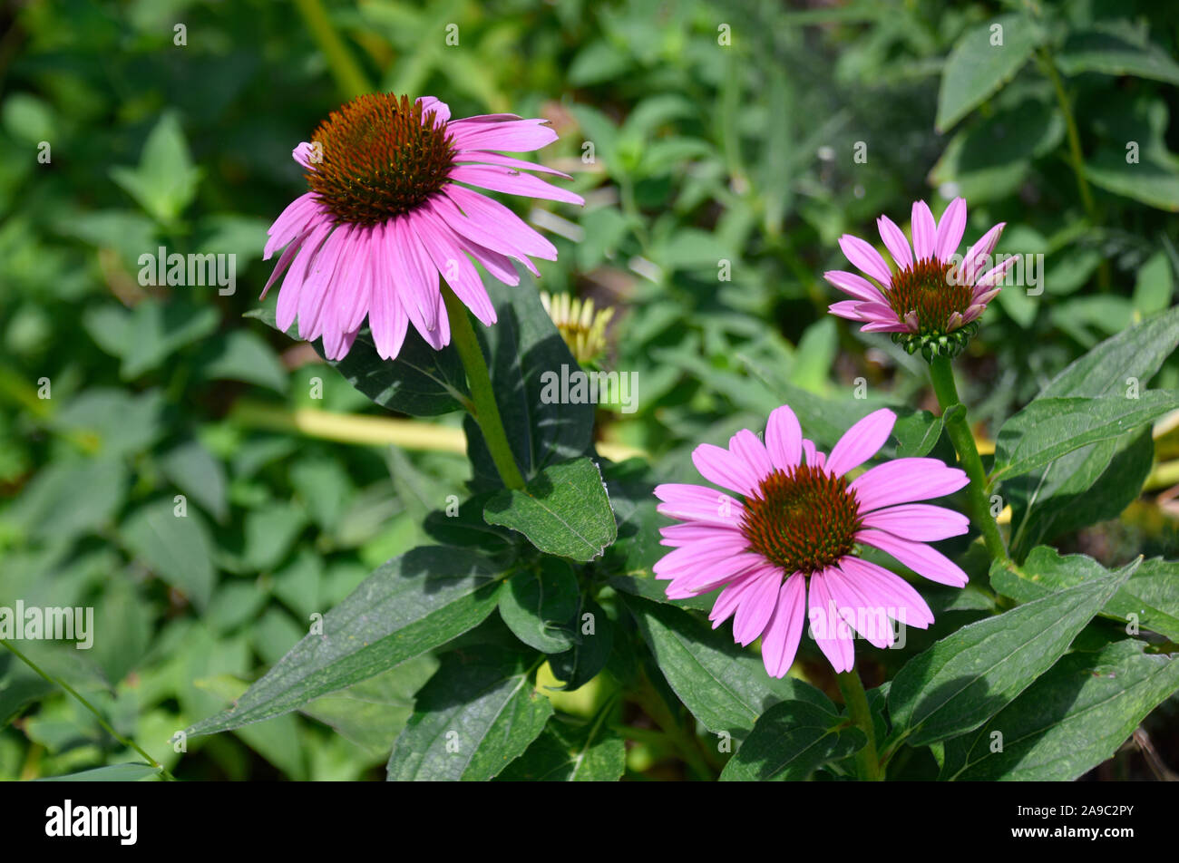 Purple Coneflower or Echinacea Purpurea native to New Mexico and used