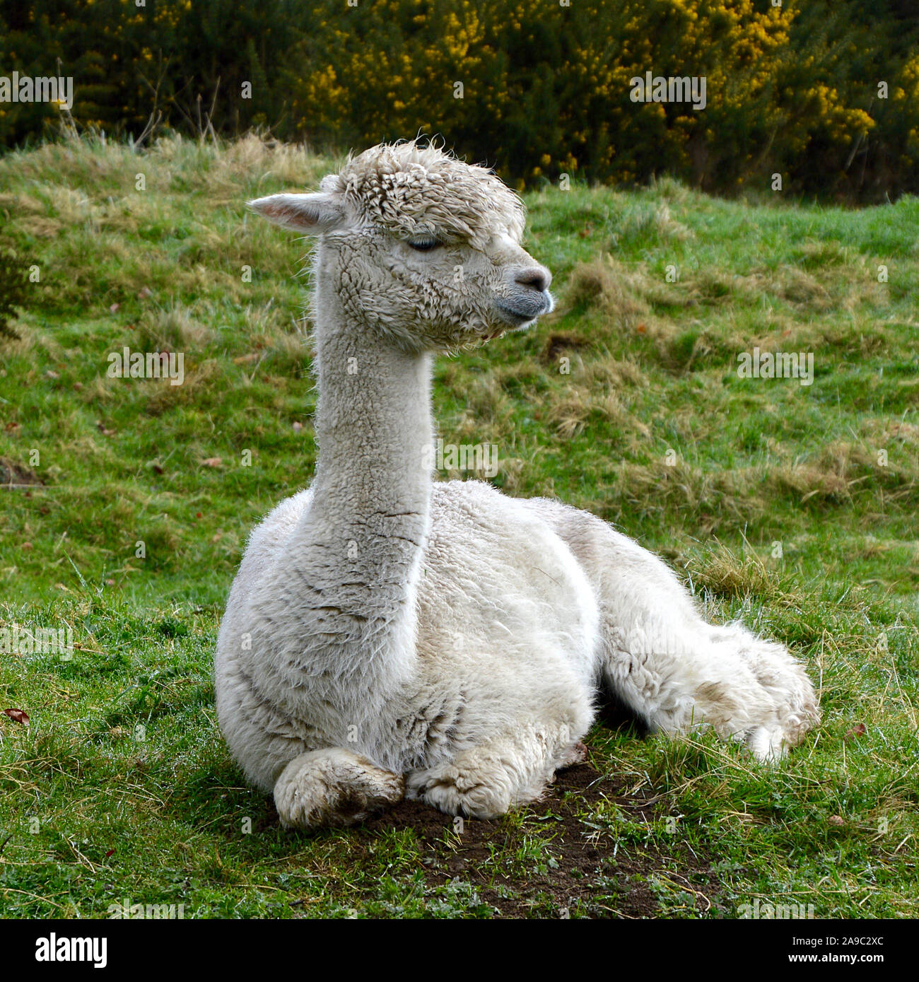 Young alpaca sat in a field. Stock Photo