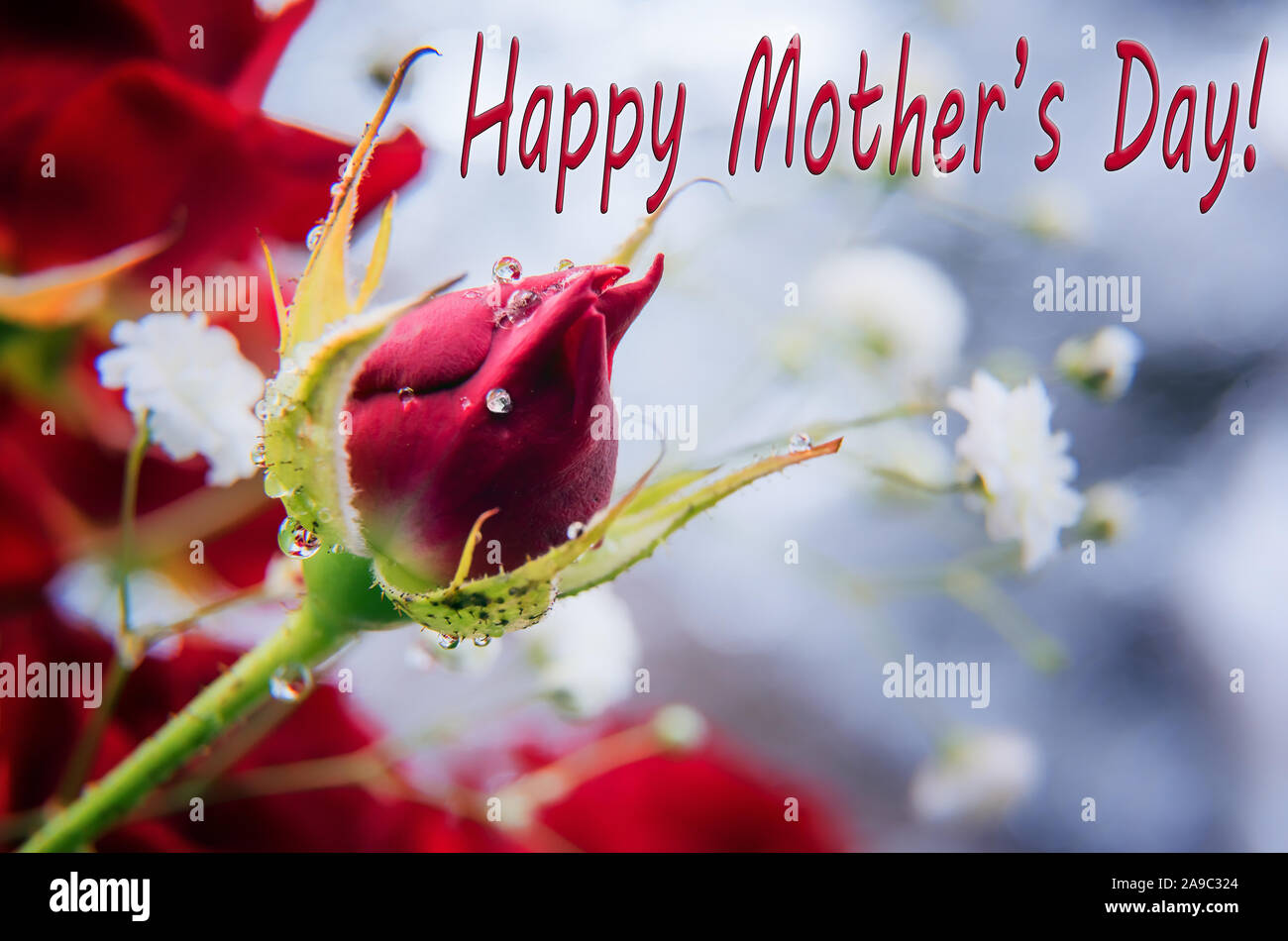 Horizontal greeting card for mother’s day with wish sign. Beautiful red rose bud with shining small water drops. Selective focus. Unfocused red rose a Stock Photo