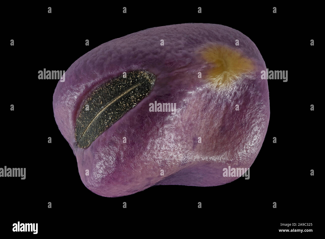 Vicia faba, Broad bean, Ackerbohne, seed, close up, seed size 5-25 mm Stock Photo